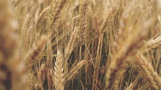 Vũ khí chống nạn đói toàn cầu