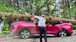 Ảnh hưởng bão, Lâm Đồng có 30 căn nhà tốc mái, cây cối đổ la liệt