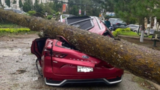 Lâm Đồng: Cây đổ la liệt vì dông lốc, nhiều ôtô bẹp dúm