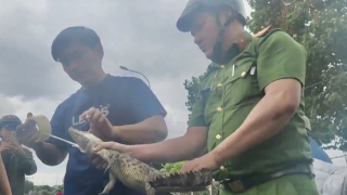 Đã bắt được con cá sấu dưới kênh Nước Đen