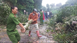 Cảnh sát sử dụng cưa máy, giải tỏa số cây rừng ngã đổ trên Quốc lộ 27