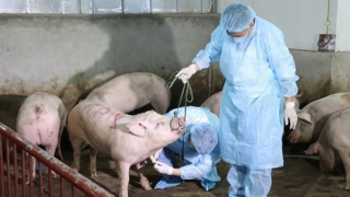 Nhiều người dân Huế dè dặt với thịt lợn sau khi phát hiện ổ dịch tả lợn châu Phi trên địa bàn