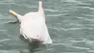 Phát hiện nhiều xác heo chết bị vứt ra môi trường gây hoang mang cho người dân