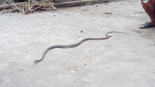 Nơm nớp sống ở  xứ sở của rắn độc