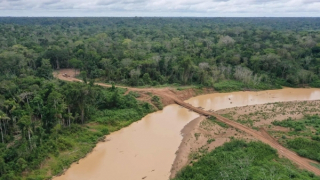 Tiếng kêu cứu từ rừng Amazon