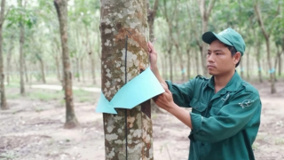 Vững đà đổi mới, VRG tăng tốc về đích năm 2025