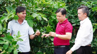 Agribank tiếp vốn cho mận hồng Sân Tiên chinh phục thị trường khó tính