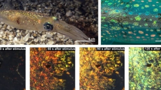 Cơ chế da mực có thể giúp người lính “tàng hình”?