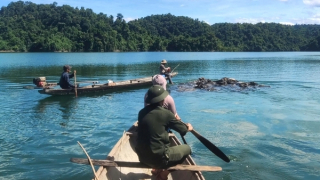 Ngăn chặn tình trạng thả rông trâu, bò phá hoại rừng trồng phòng hộ ở Bắc sông Hương
