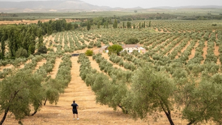 Hy Lạp và cuộc khủng hoảng ô liu
