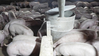 Tây Ninh: Tiêu hủy hơn 1.000 con heo nhiễm virus dịch tả heo Châu Phi