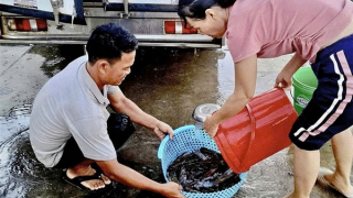 Đêm thức cùng mùa “mực nháy, mực nhảy”