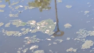 Điều tra nguyên nhân cá chết nổi trắng mặt nước ở khu công nghiệp Phong Điền