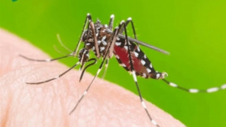 Khuyến cáo khẩn khi dịch bệnh Chikungunya tăng tại nhiều nước
