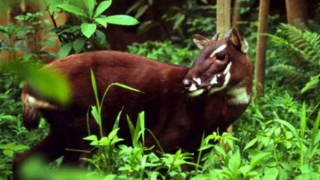 Huế thành lập khu dự trữ hơn 40.000 ha để bảo tồn các loài động, thực vật quý hiếm