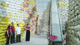 Vốn Agribank, đòn bẩy cho nông hộ