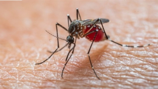 Bệnh Chikungunya nguy hiểm đến mức độ nào?