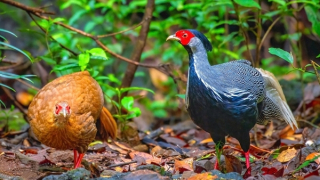 Vườn Quốc gia Bạch Mã nhân giống và bảo tồn thành công loài gà lôi trắng