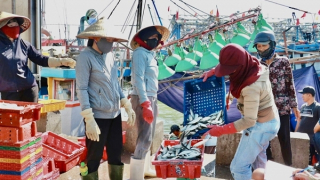 Mùa săn cá nục gai ở Quảng Trị