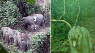 Niềm vui mang tên… voi