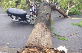 Phượng bật gốc đổ đè 2 xe máy, 4 người may mắn thoát nạn