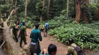 Nỗ lực tìm kiếm nam du khách đi lạc ở rừng Cúc Phương