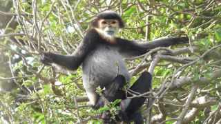 Phát hiện nhiều loài động vật quý hiếm tại khu bảo tồn ở Đắk Lắk