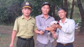 Người dân giao nộp gà lôi trắng quý hiếm bay lạc vào quán nước