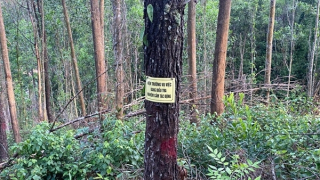 Điều tra vụ việc rừng thông ở Huế liên tục bị đầu độc