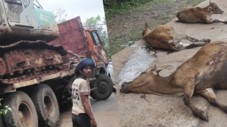 Xe tải mất phanh, tông chết 18 con bò của người dân