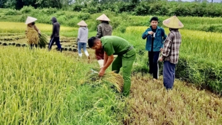 Cuối hè, gặt lúa chạy bão số 5