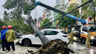 Cây xanh lớn bật tốc đè bẹp ô tô Mazda dừng đỗ bên vỉa hè