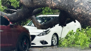 Hà Nội: Cây xà cừ cổ thụ bật gốc đè bẹp 2 ô tô trên phố Trung Kính