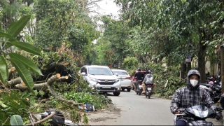 Nghệ An: Một tuần sau bão số 5, ô tô, xe máy vẫn phải len lỏi lách qua hàng ngàn cây xanh gãy đổ trên đường phố