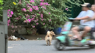 Nhức nhối vật nuôi thả rông