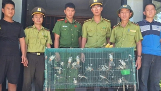 Xử lý nghiêm các trường hợp mua bán chim hoang dã phóng sinh