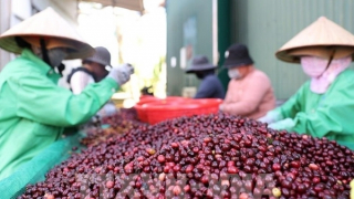Vietnam coffee exports hit record high