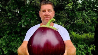 Quả cà tím khổng lồ