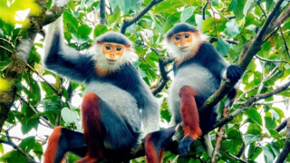 “Săn” ảnh động vật hoang dã trên dãy Trường Sơn