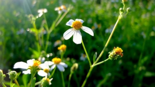 Bông hoa dại bên Thành cổ