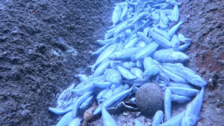 Đã có kết quả xác minh nguyên nhân cá chết hàng loạt ở đáy biển Hòn Bạc