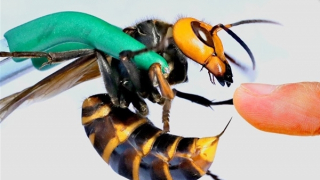 Liên tiếp nhiều trường hợp bị ong đốt gây tử vong