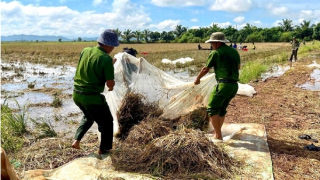 Đắk Lắk: Công an xã giúp dân gặt lúa chạy lũ