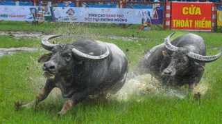 UBND phường Đồ Sơn được giao chủ trì tổ chức lễ hội chọi trâu năm 2025