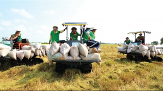 Philippines, Indonesia tạm ngừng nhập khẩu gạo: Nông dân không cần lo lắng về đầu ra của hạt lúa