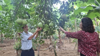 Mở rộng thị trường tiêu thụ trái cây từng “tiến vua” ở xứ Huế