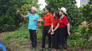 Agribank chi nhánh Vĩnh Long hỗ trợ nông dân chuyển đổi, phát triển nông nghiệp bền vững