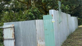 Đồng Tháp: Phát hiện tử thi đã phân hủy trong vườn sầu riêng