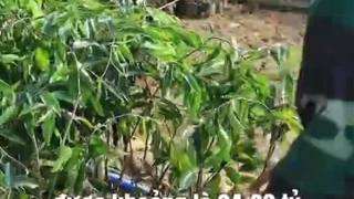 Cảnh báo về cây “kỳ hải nam” cho doanh thu tới 30 tỷ đồng/ha