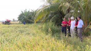 Agribank chi nhánh Hòa Bình Bạc Liêu - Điểm tựa giúp người dân làm giàu